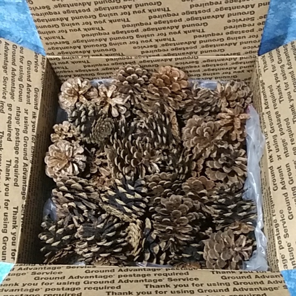 75 Scotch Pine Cones Natural Brown Holiday Decor 2-3" tall